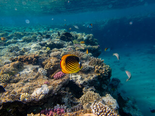 Colorful inhabitants of the Red Sea coral reef