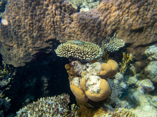 Colorful inhabitants of the Red Sea coral reef