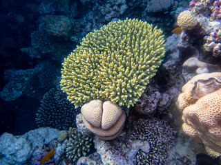 Colorful inhabitants of the Red Sea coral reef