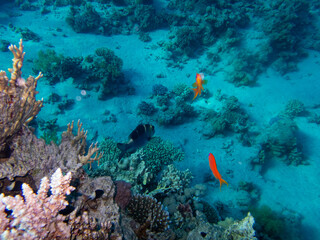 Colorful inhabitants of the Red Sea coral reef