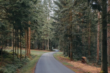 path through a coniferous forest in summer