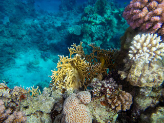 Colorful inhabitants of the Red Sea coral reef