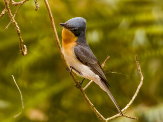 Leaden Flycatcher in Queensland Australia