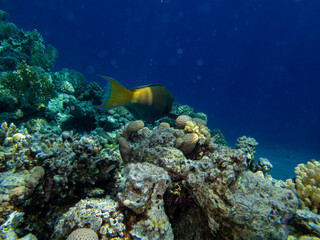 Colorful inhabitants of the Red Sea coral reef
