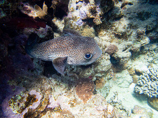 Colorful inhabitants of the Red Sea coral reef