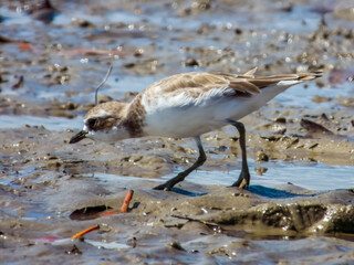Lesser Sand Plover in Queensland Australia
