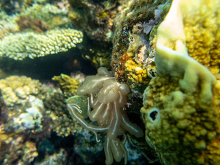 Colorful inhabitants of the Red Sea coral reef