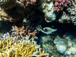 Colorful inhabitants of the Red Sea coral reef