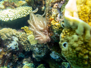 Colorful inhabitants of the Red Sea coral reef