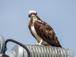 Osprey Fish Hawk in Queensland Australia