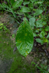 雨に濡れた山奥の森　広葉樹の葉