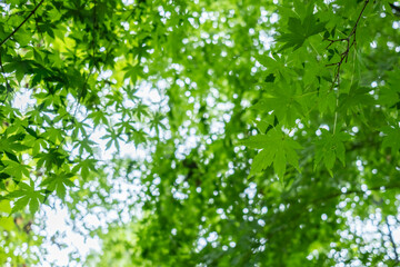 Fototapeta na wymiar 深い山奥の雑木林　曇り空を見上げ、すかして木漏れ日に照らされる緑のモミジの葉　アウトドア・キャンプ・登山