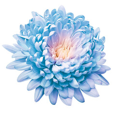 Light  blue   chrysanthemum flower  on white isolated background with clipping path. Closeup..   ...