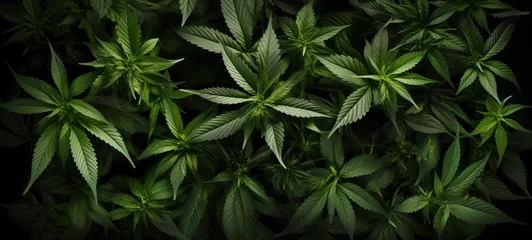 Fotobehang Drug legalization background - Closeup of  marijuana leaves, cannabis plants, top view © Corri Seizinger