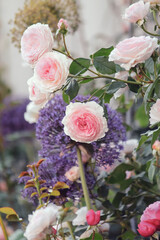 pink roses in a garden