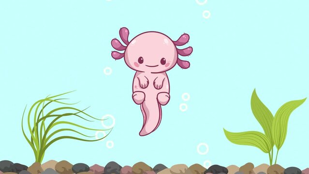 Cute axolotl in a tank 2d cartoon animated loop