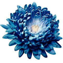 Blue  chrysanthemum flower  on   isolated background with clipping path. Closeup. Transparent background.   Nature.