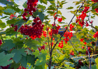 Red currant bush branch in garden at sunset. Red currant bush on a farmer's field in the village. Currant on sunrise in countryside. Rural landscape.