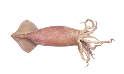 Squid isolated on white background.