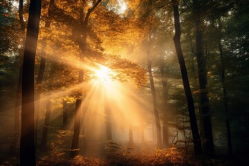 Golden sunlight filtering through a dense forest canopy in autumn.