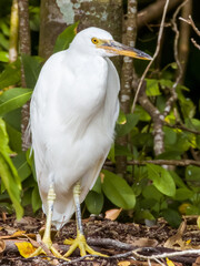 Fototapeta premium Reef Egret in Queensland Australia