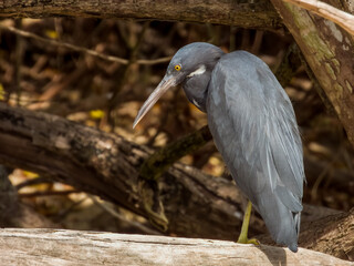 Reef Egret in Queensland Australia