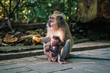 Ubud's Heartwarming Wildlife: Mother Macaque Monkey and Baby in Bali's Enchanting Rainforest
