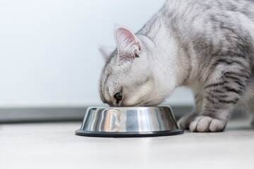 Cute little british grey kitten with a bowl of granules at home or in indoor..