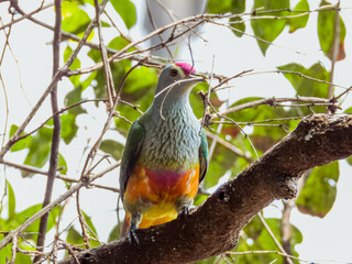 Rose-crowned Fruit-Dove in Queensland Australia
