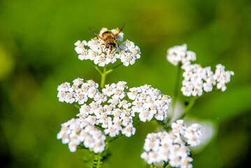 Yarrow flowers on a green natural background
