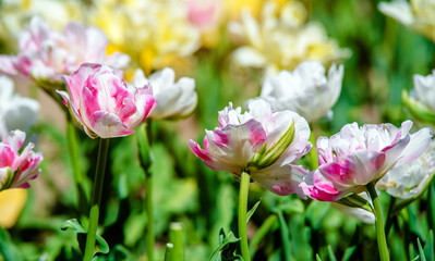 pink tulips bloom on a green natural background