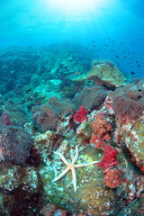 Beautiful seascape with out standing white sea star or star fish on the coral reefs with sun rays, underwater of Similan National park, North Andaman sea, South of Thailand.