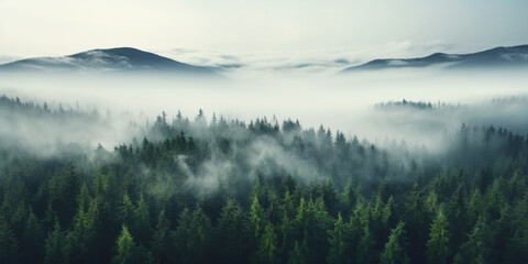 Finest generative AI. Forest. Morning in Haze