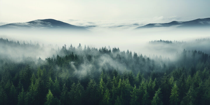 Fototapeta Finest generative AI. Forest. Morning in Haze