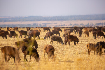Sheep graze on a green meadow. Pasture with fresh grass in spring, cattle walking. Animal husbandry and agriculture. Herd of animals.