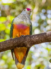 Rose-crowned Fruit-Dove in Queensland Australia