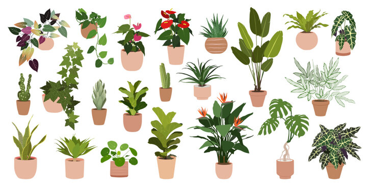A set of fashionable houseplants. Various indoor plants isolated on a white background. Alocasia, begonia, fan palm, monstera, ficus, strelitzia and oxalis. Colored flat vector illustration 