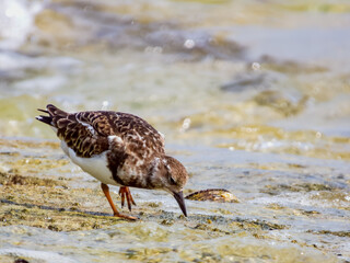 Ruddy Turnstone in Queensland Australia