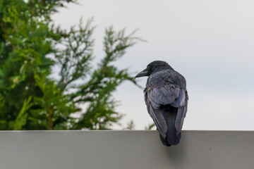 Fototapeta na wymiar Carrion crow standing on the fence closeup, green branches in background