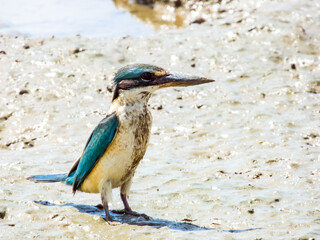 Torresian Kingfisher in Queensland Australia