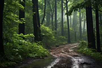 Gordijnen Flat curved dirt road a messy forest leads into a dense infinite forest, spring, shortly after a rain shower © 1by1step