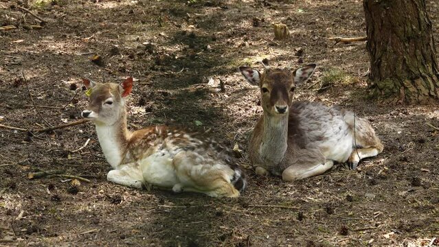 two baby daniel common (dama dama) in the wild