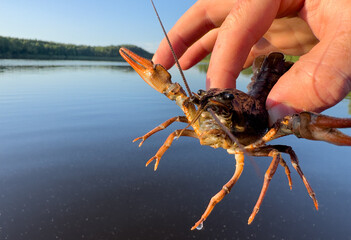 Lobster in the fisherman's hand on the lake. Catching crayfish, crabs, lobsters and lobsters....