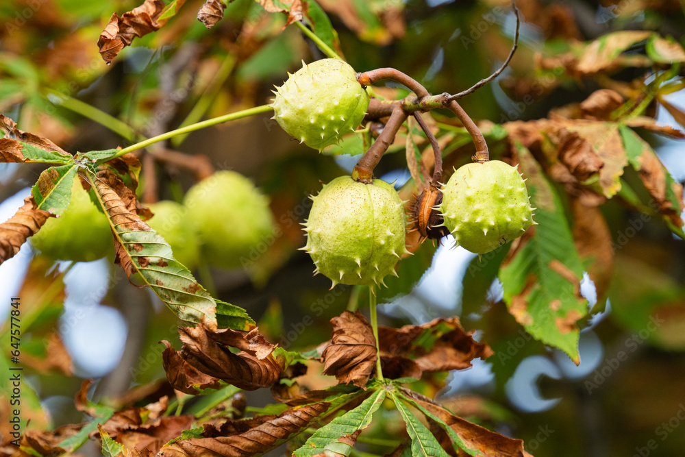 Wall mural chestnuts on a tree in autumn