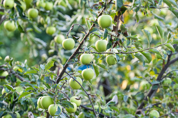 ripe apples on a tree on a sunny day