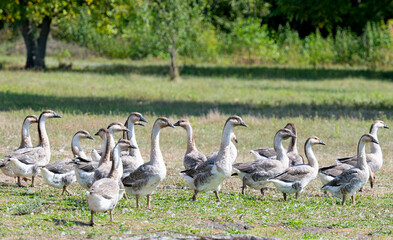 geese grazing on a farm