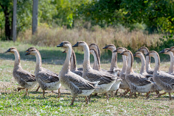 geese grazing on a farm