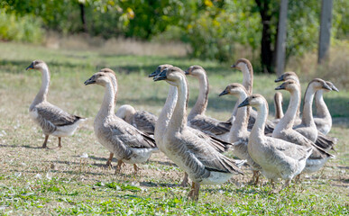 Obraz premium geese grazing on a farm
