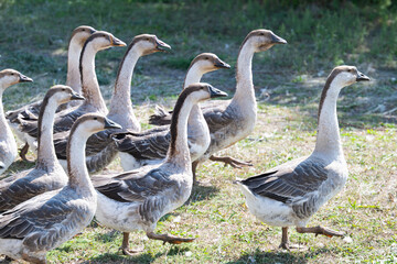 geese grazing on a farm