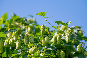hop vines on a sunny day